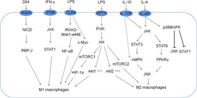 Metabolic Reprogramming Induces Macrophage Polarization in the Tumor Microenvironment